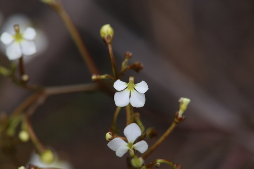 Image of Stylidium divaricatum by (c) Hugo Innes, some rights reserved (CC BY)