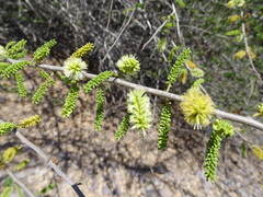 Microlobius foetidus