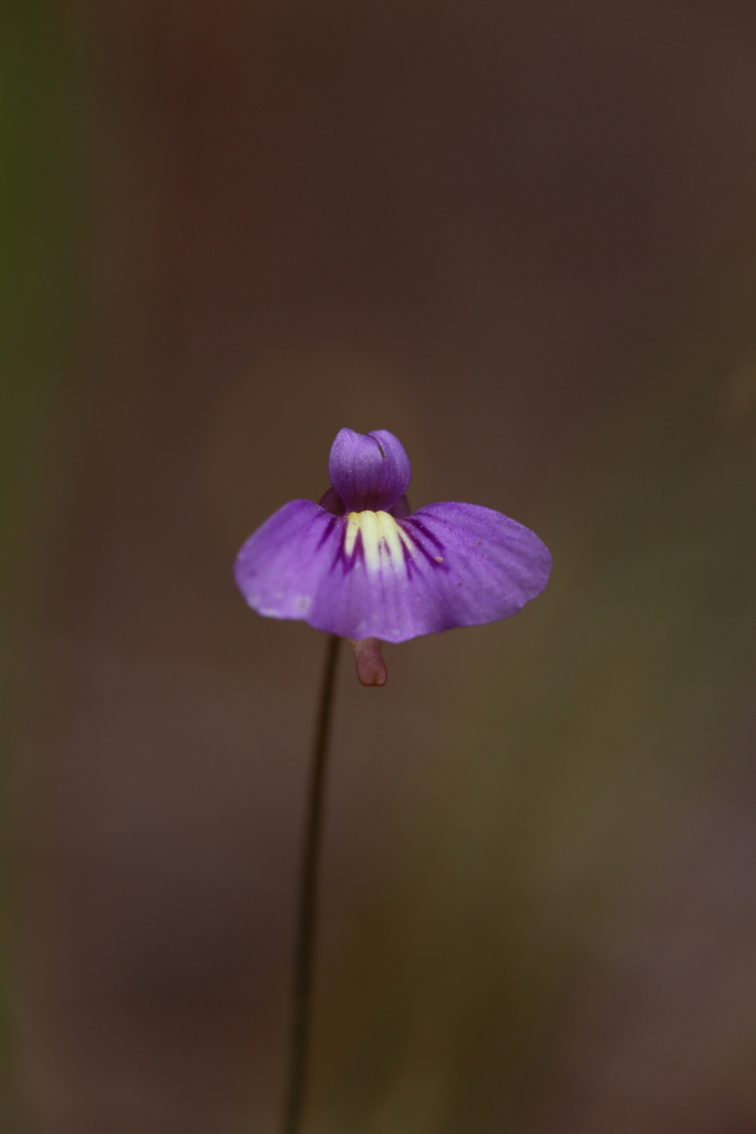 Utricularia violacea
