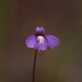 Utricularia violacea - Photo (c) Hugo Innes, μερικά δικαιώματα διατηρούνται (CC BY), uploaded by Hugo Innes