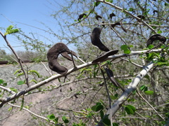 Microlobius foetidus