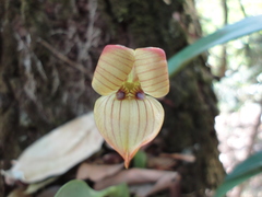 Maxillaria egertoniana