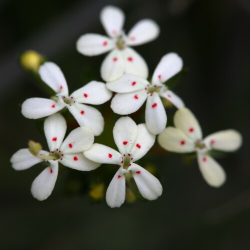 Image of Dotted Triggerplant (Stylidium guttatum) by (c) Hugo Innes, some rights reserved (CC BY)