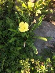Oenothera triloba