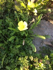 Oenothera triloba