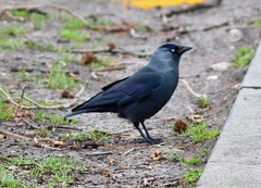 Corvus monedula