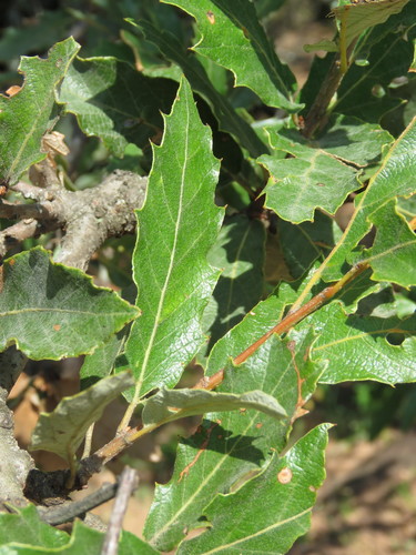 xalapa oak