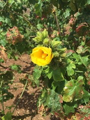 Hibiscus brackenridgei