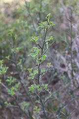 Calicotome spinosa