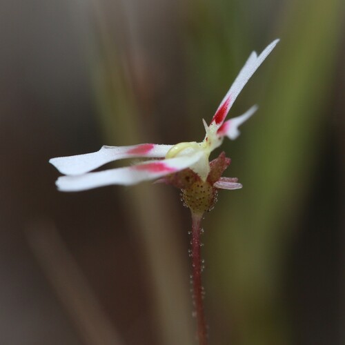 Image of Stylidium ecorne by (c) Hugo Innes, some rights reserved (CC BY)