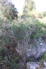 Calicotome spinosa