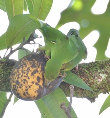 Nannopsittaca panychlora