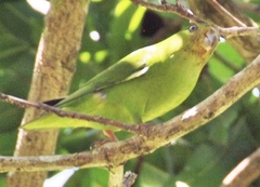 Nannopsittaca panychlora