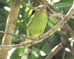 Nannopsittaca panychlora