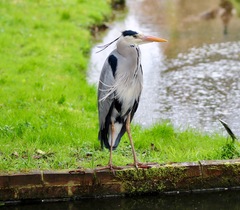 Ardea cinerea