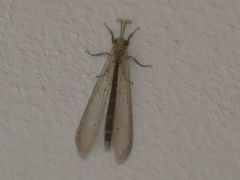 Centroclisis mendax