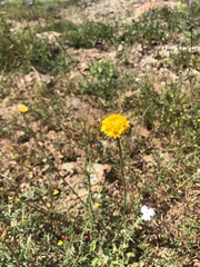 Chaenactis glabriuscula