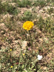 Chaenactis glabriuscula