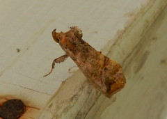 Pseudeva purpurigera