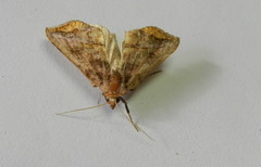 Pseudeva purpurigera