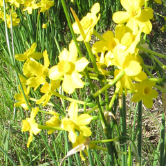 Narcissus jonquilla