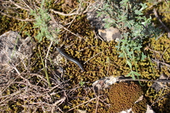 Ommatoiulus sabulosus aimatopodus