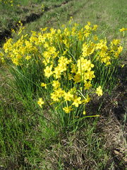 Narcissus jonquilla