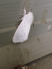 Spilosoma vestalis