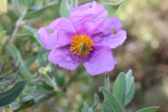 Barbitistes fischeri