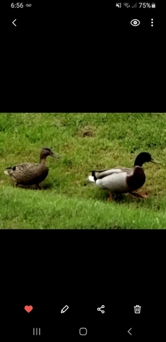 Mallard photographed in Oklahoma