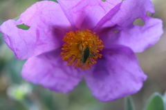 Barbitistes fischeri