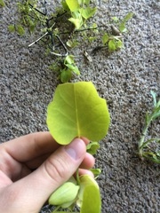 Liriodendron tulipifera