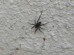 Araneae