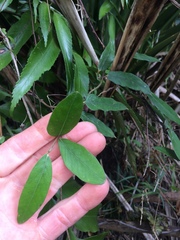 Parsonsia heterophylla