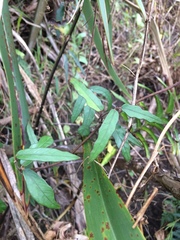 Parsonsia heterophylla