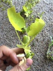 Liriodendron tulipifera