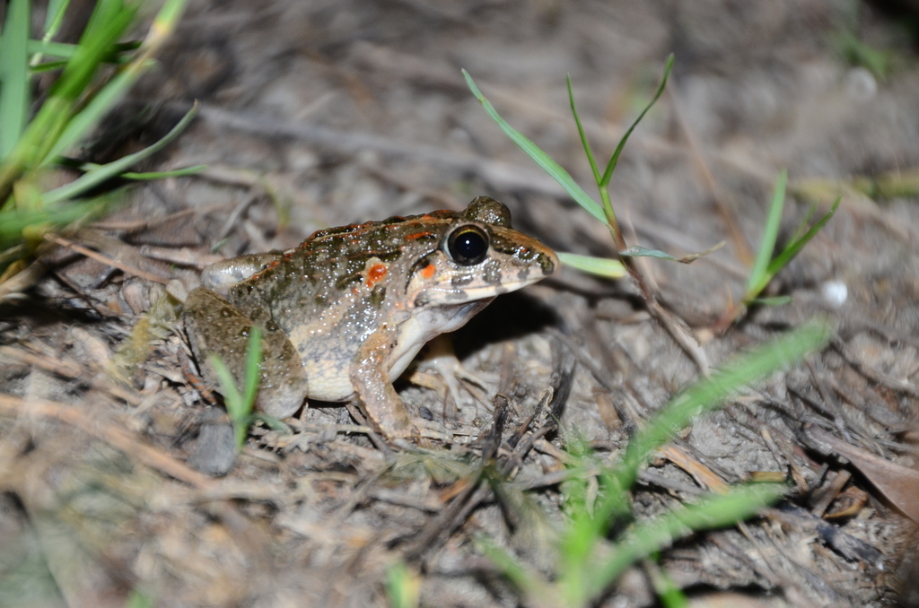 Crabeating Frog from Sambas Regency, West Kalimantan, Indonesia on
