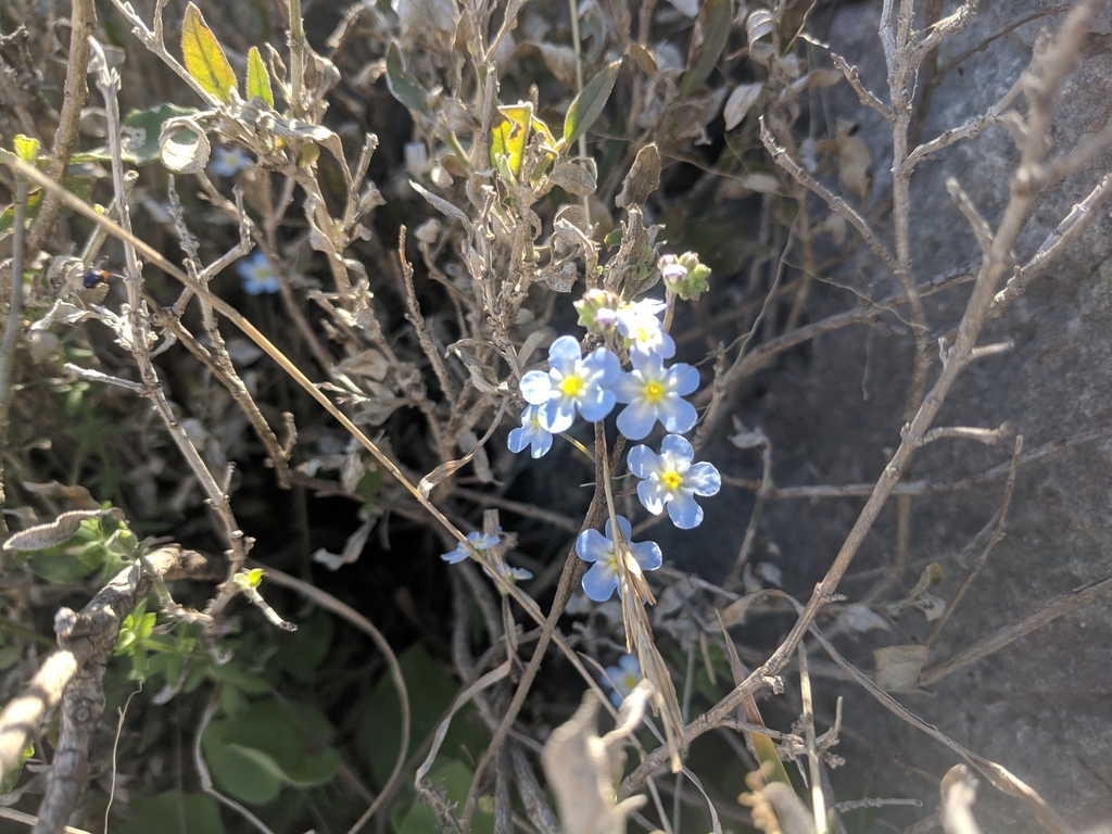 Short-Hair Navelwort