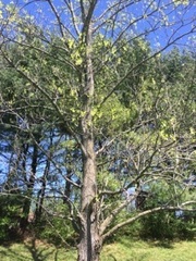 Liriodendron tulipifera