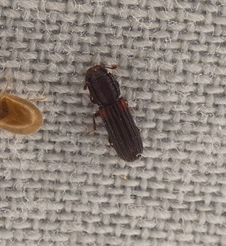 Bitoma carinata