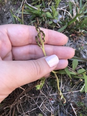 Sceptridium lunarioides