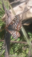 Euphydryas editha quino