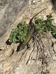 Podarcis muralis nigriventris