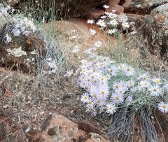 Erigeron utahensis