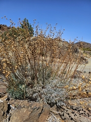Helianthemum juliae