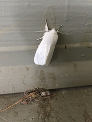 Spilosoma vestalis