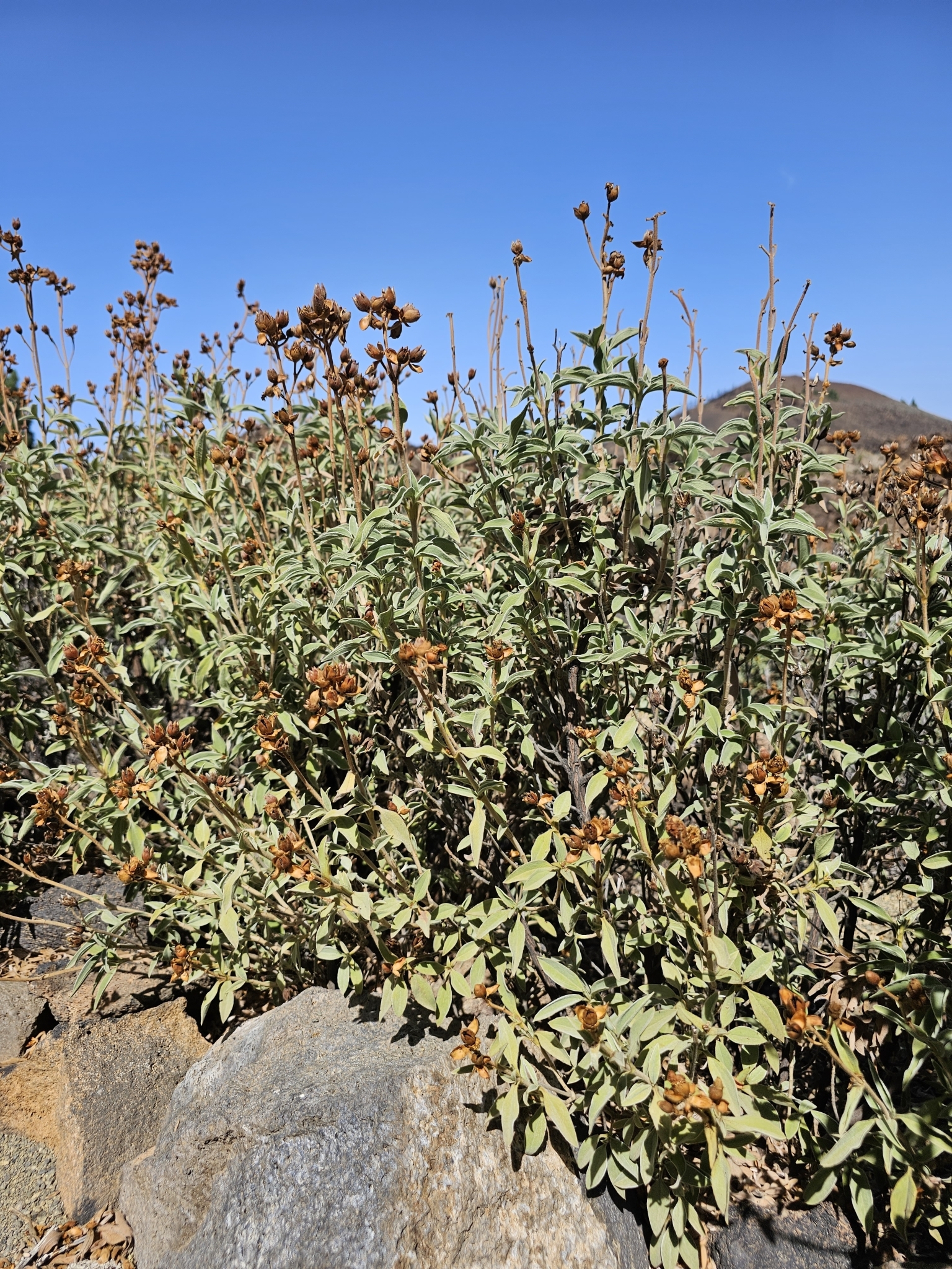 Cistus osbeckiifolius