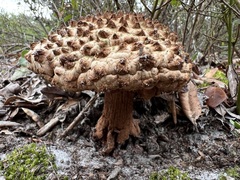 Strobilomyces strobilaceus image