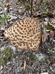 Strobilomyces strobilaceus image
