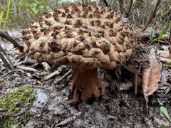 Strobilomyces strobilaceus image